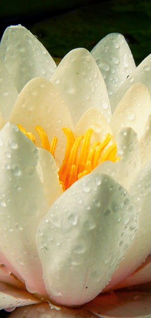 Βιογραφικό Συγγραφέα